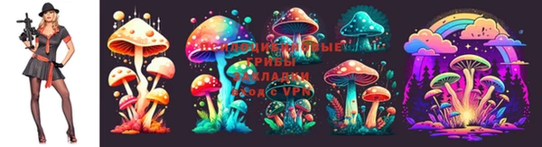 прущие грибы Абинск